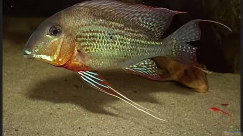 Geophagus altifrons Rio Negro von ajot (12)