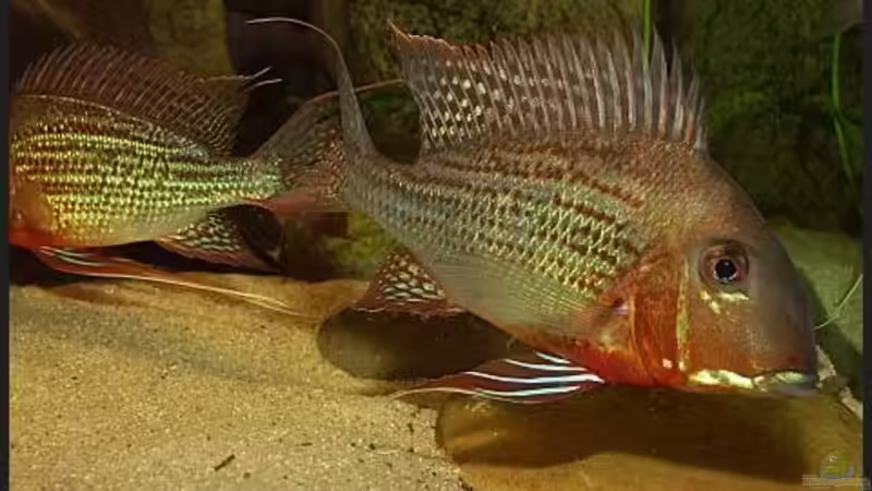 Geophagus altifrons Rio Negro von ajot (13)