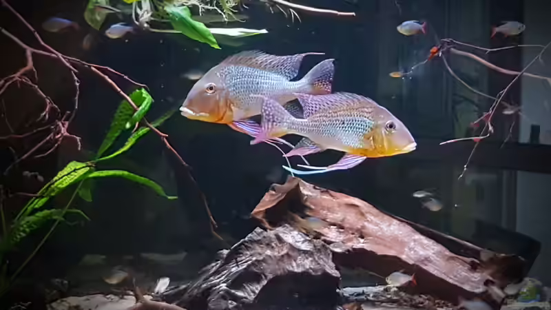 Geophagus altifrons Rio trombetas  von Südamerika Aquanaut (55)