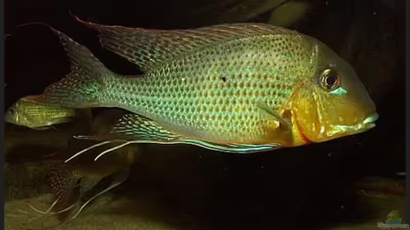 Geophagus altifrons Tapajos von ajot (14)