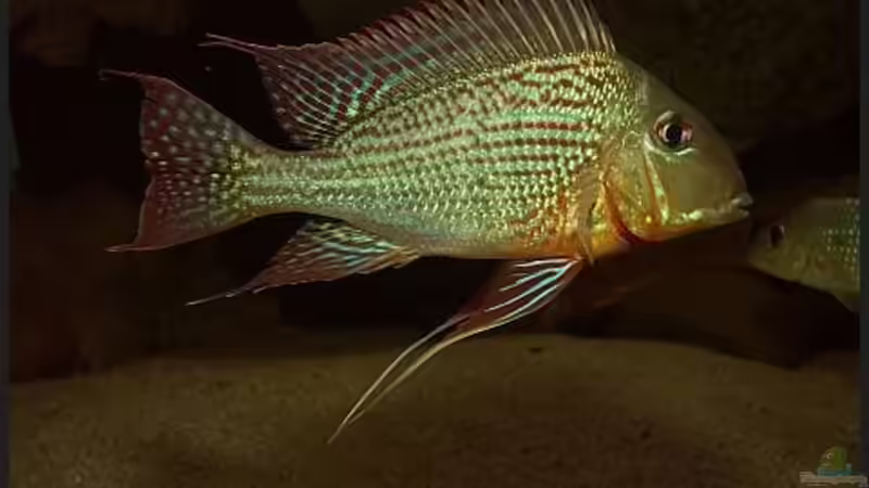 Geophagus altifrons Tocantins von ajot (15)