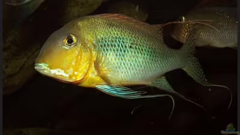 Geophagus altifrons Xingu von ajot (16)