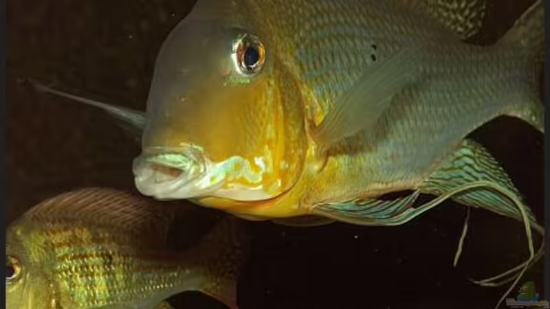 Geophagus altifrons Xingu von ajot (23)