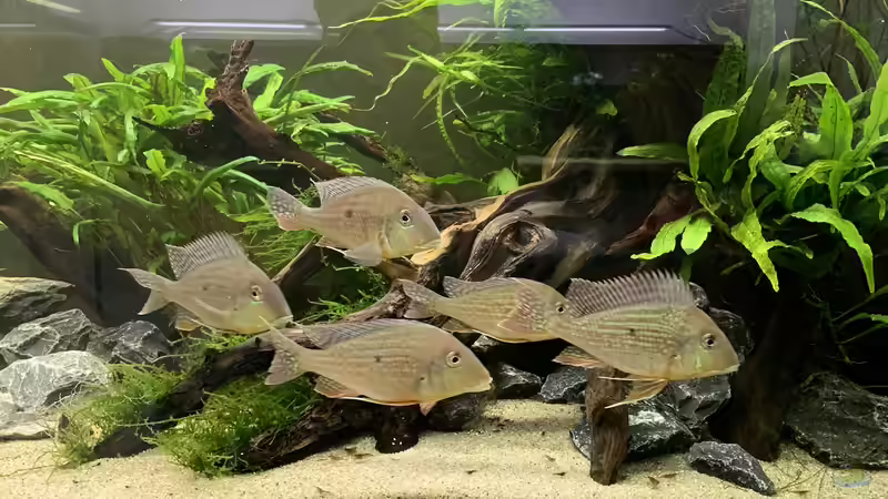Geophagus altifrons – So leben die Erdfresser aus Südamerika in der Natur