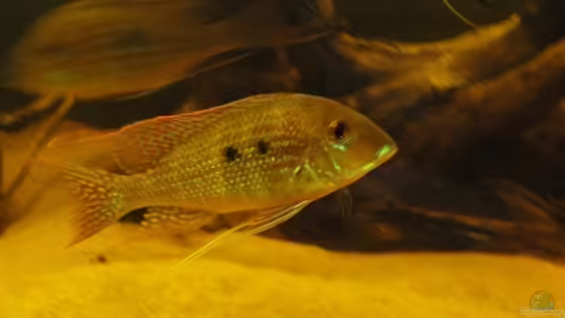 Geophagus am 1.5.13 von Laura (38)