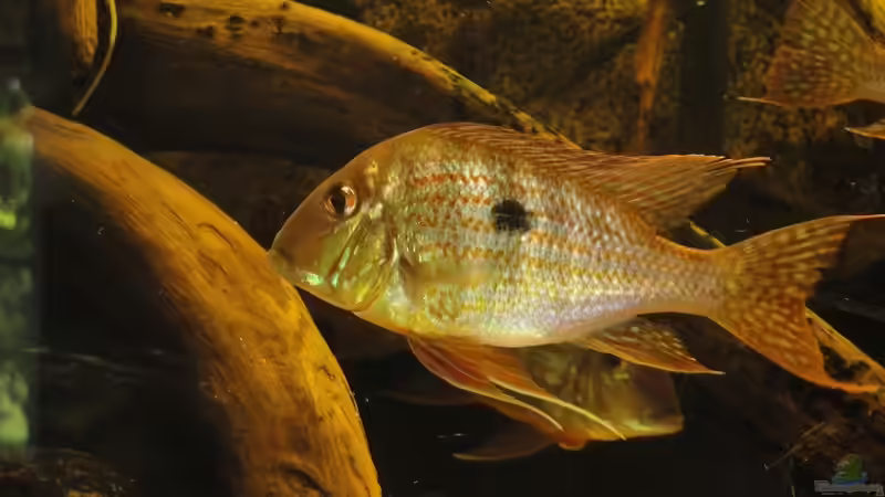 Geophagus am 20.05.13 von Laura (41)