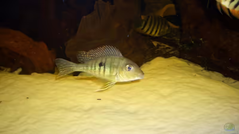Geophagus-Arten richtig füttern: Ein Leitfaden für Aquarianer