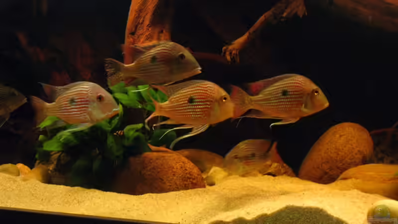 Geophagus-Arten richtig füttern: Ein Leitfaden für Aquarianer