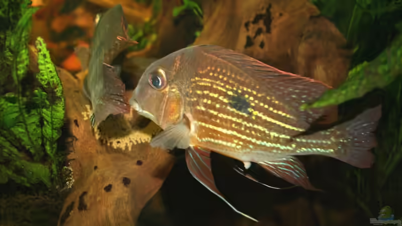 Geophagus beim Ablaichen, sehr schön sieht man die Legeröhre des Weibchens von Minzi (40)