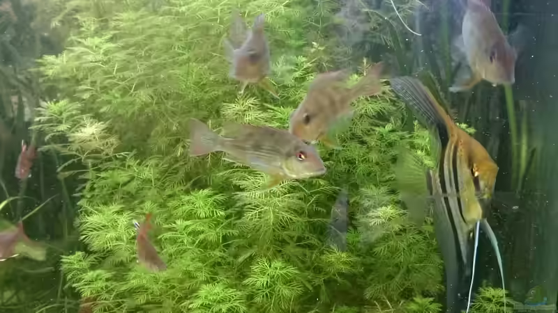 Geophagus brachybranchus juvenil von DennisTheMenis (31)