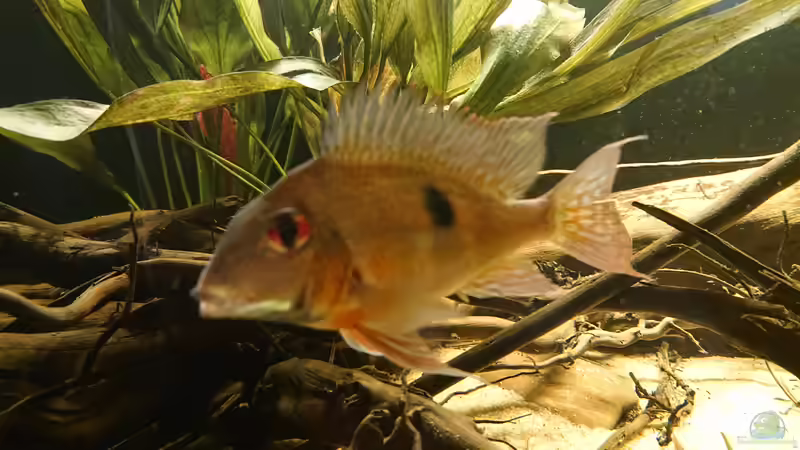 Geophagus Brachybranchus von DennisTheMenis (18)