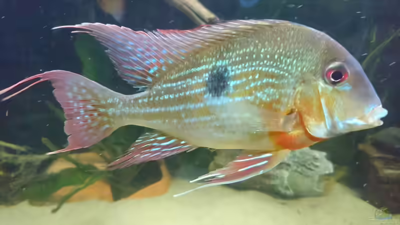Geophagus Brachybranchus von kellerkind (56)