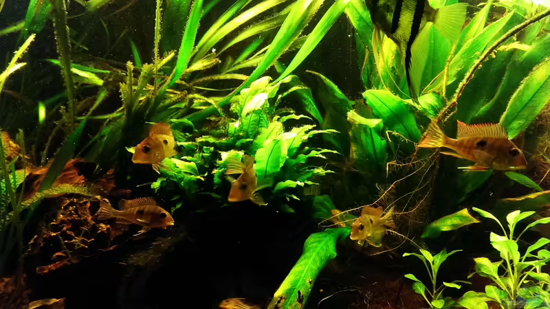 Geophagus Gruppe von Seemann (35)