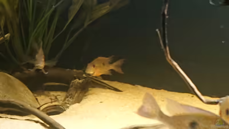 Geophagus im Sandkasten von DennisTheMenis (25)