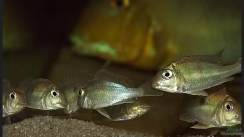 Geophagus megasema juv. von ajot (27)
