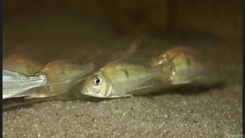 Aquarien mit Geophagus megasema
