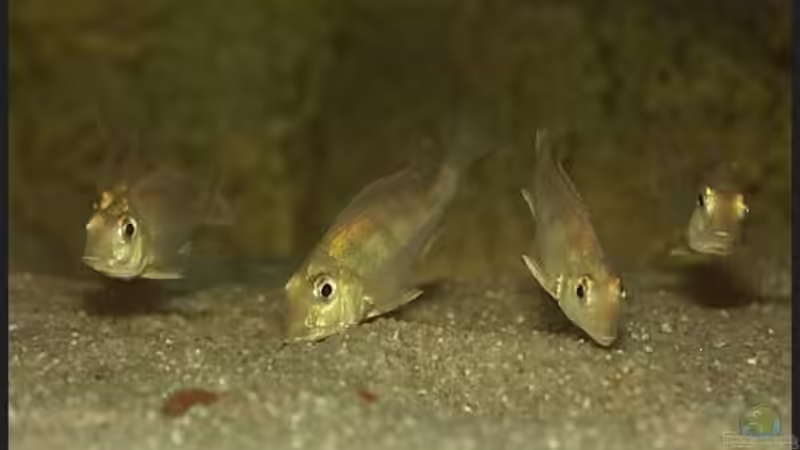 Aquarien mit Geophagus megasema