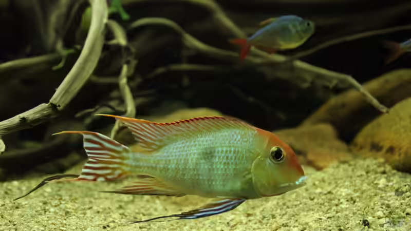 Geophagus Red Head von Thomas S-H (19)