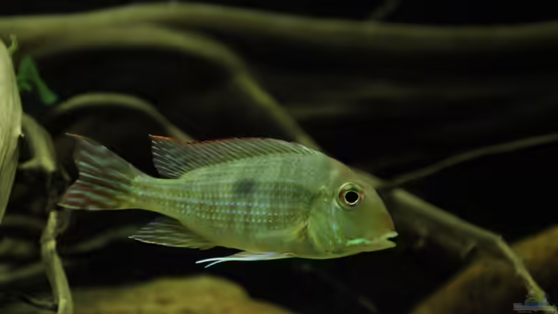 Geophagus Red Head von Thomas S-H (25)