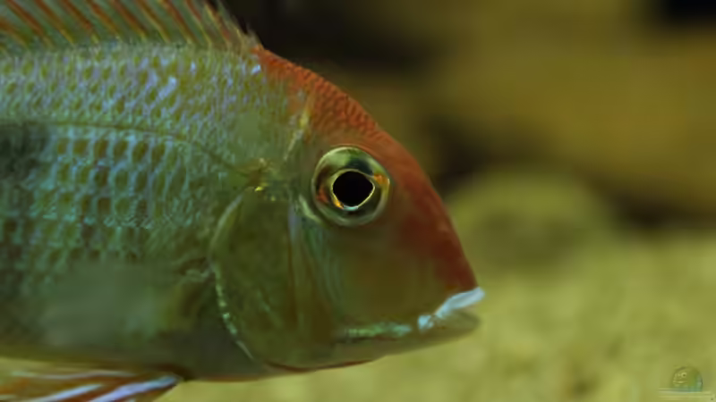 Geophagus Red Head von Thomas S-H (26)
