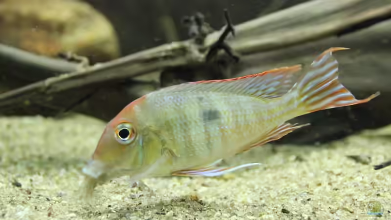 Geophagus Red head von Thomas S-H (39)