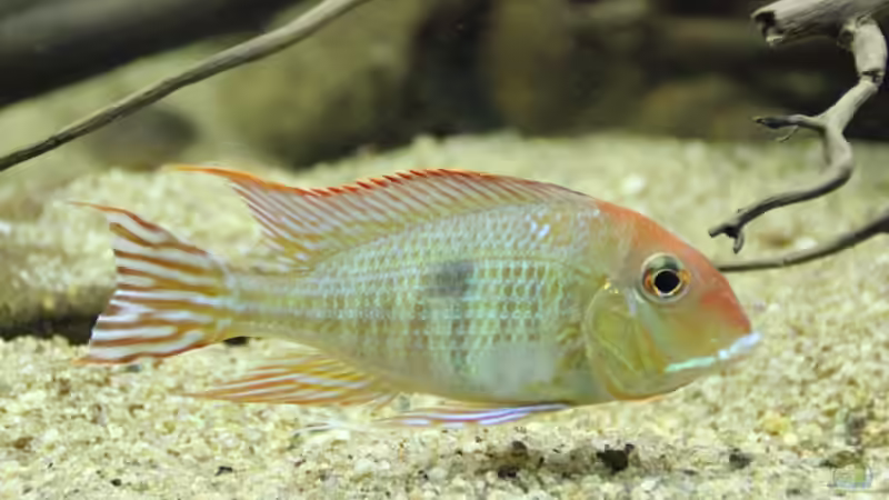 Geophagus Red head von Thomas S-H (41)