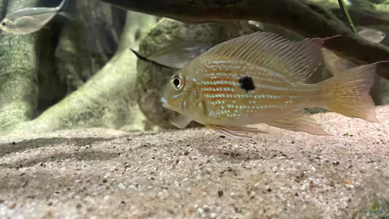 Geophagus sp. Jatapu von JonnyGranato (22)