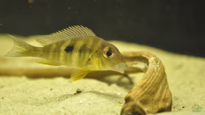 Einrichtungsbeispiele für Geophagus tapajos "Red Head" (Rotkopf-Erdfresser)