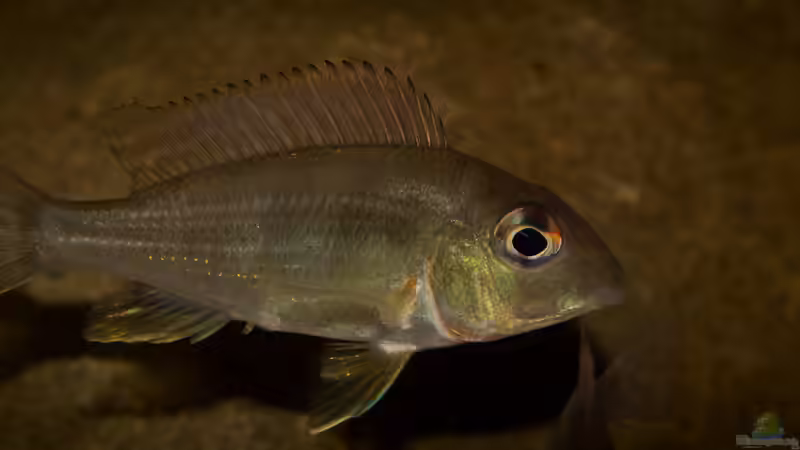Einrichtungsbeispiele für Geophagus tapajos "Red Head" (Rotkopf-Erdfresser)
