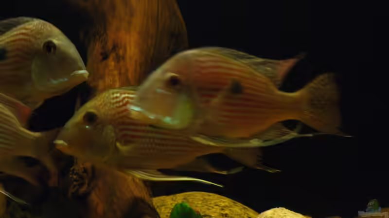 Geophagus spec. Rio Caeté von Dreamworker (8)