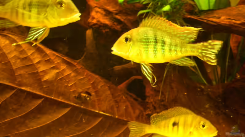 Einrichtungsbeispiele für Geophagus tapajos "Red Head" (Rotkopf-Erdfresser)