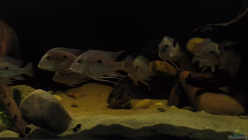 Geophagus spec.Rio Caetè von Dreamworker (9)