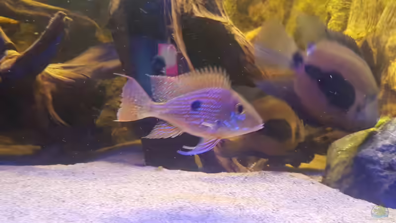 Geophagus Sveni  von OliminatorHD (2)
