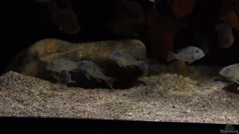 Geophagus Sveni Parana von Thomas S-H (10)