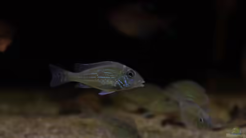 Aquarien mit Geophagus sveni
