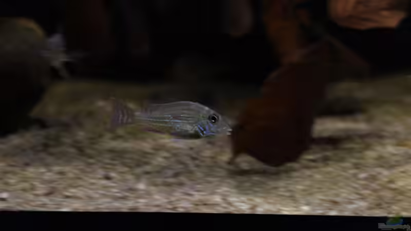 Aquarien mit Geophagus sveni