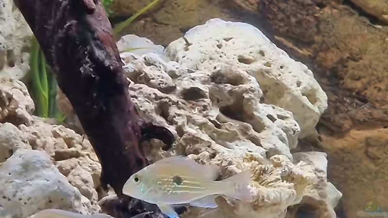 Geophagus sveni Rio Parana Erdfresser von DocMau (3)