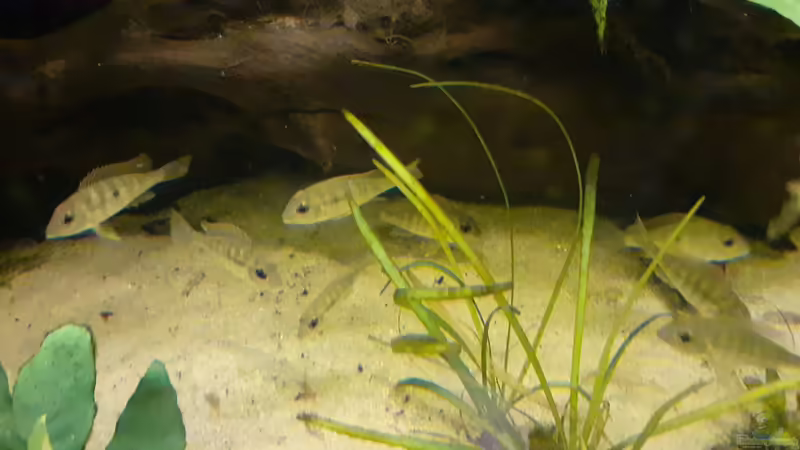 Geophagus Tapajos Red Head F2 NZ von Tim E. (19)