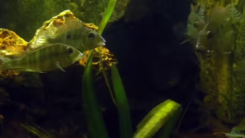 Geophagus Tapajos red head Gruppe von Seemann (42)