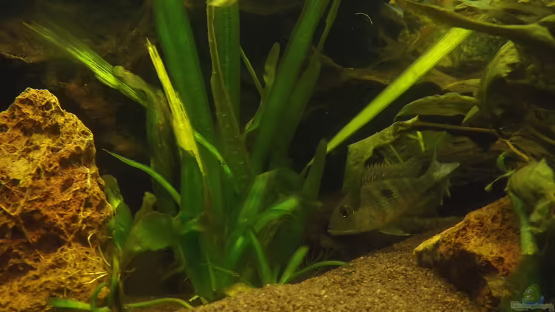 Geophagus Tapajos red head von Seemann (29)