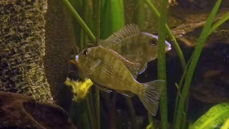Geophagus Tapajos red head von Seemann (41)