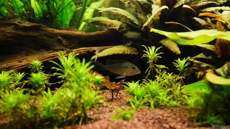 Geophagus Tapajos red head von Seemann (47)