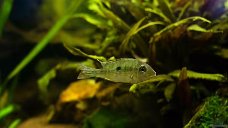 Geophagus Tapajos red head von Seemann (48)