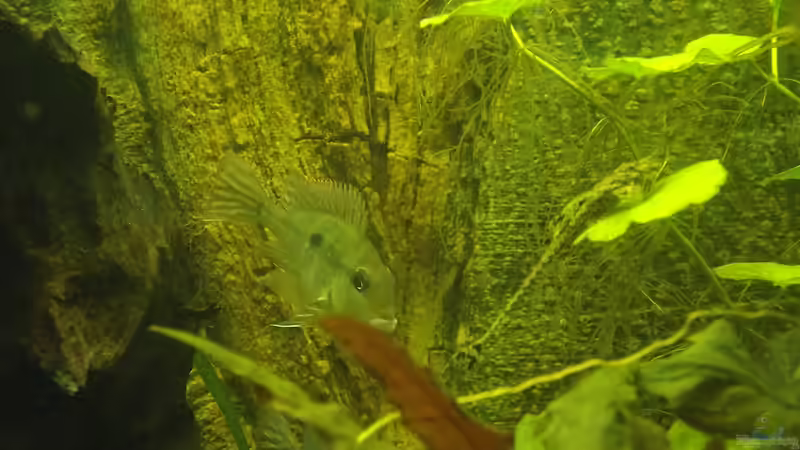 Einrichtungsbeispiele für Geophagus tapajos "Red Head" (Rotkopf-Erdfresser)