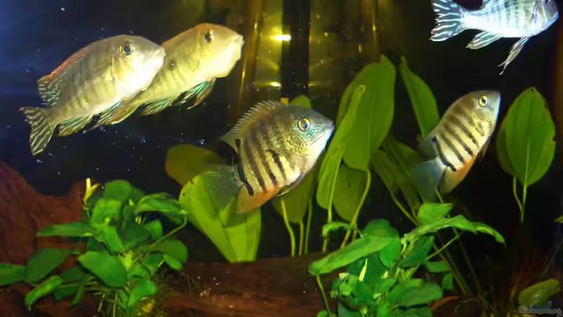 Geophagus und Heros von Knorpelfisch (37)