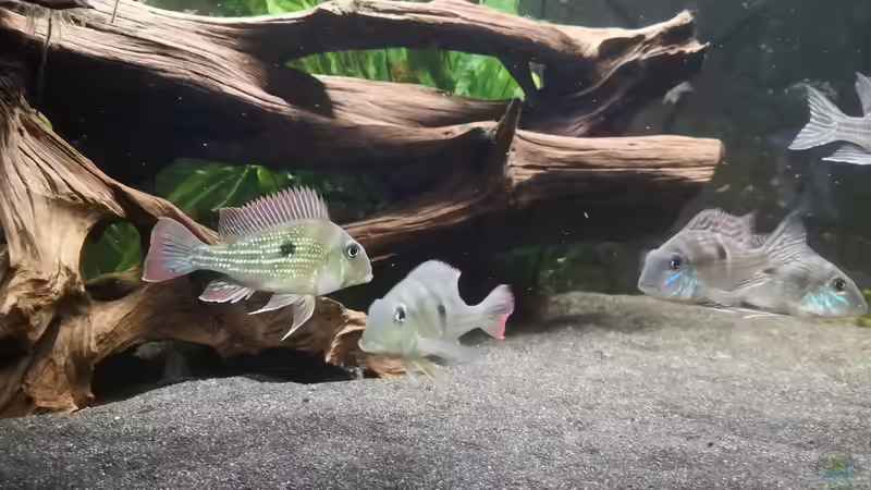 Geophagus Winemilleri von Stefan Heins (32)