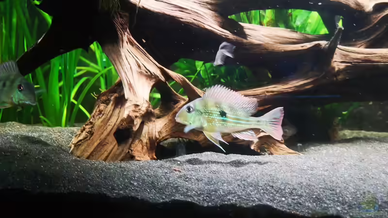 Aquarien mit Geophagus winemilleri (Rio Negro Erdfresser)