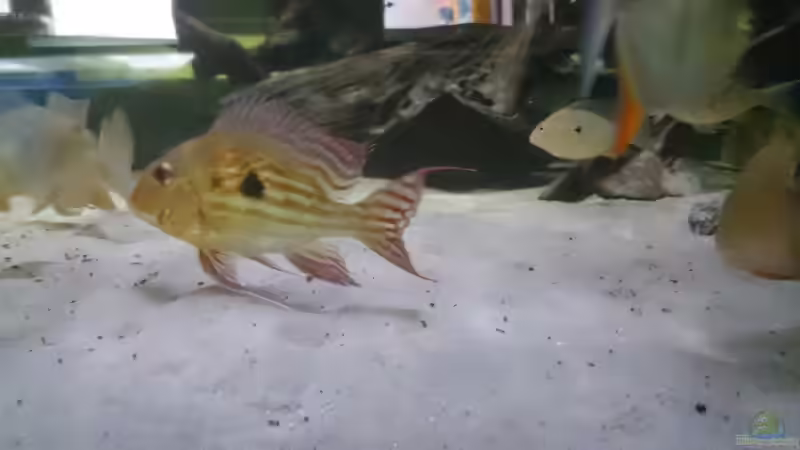 Aquarien mit Geophagus winemilleri (Rio Negro Erdfresser)