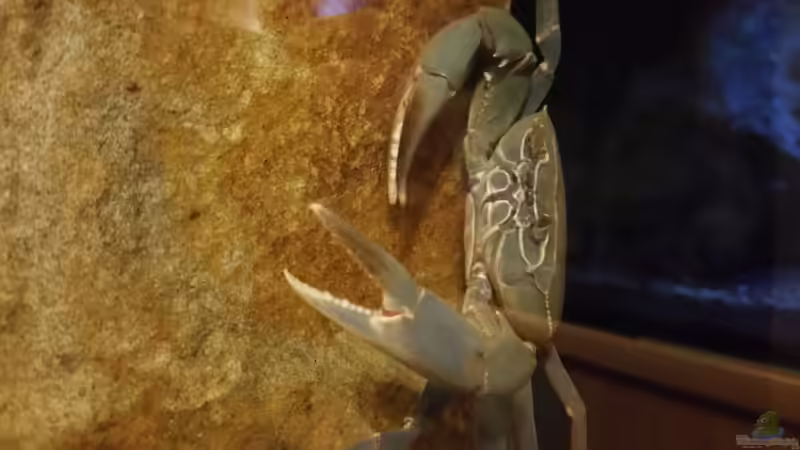 Georgina direkt nach dem einsetzen von StevenS (15)