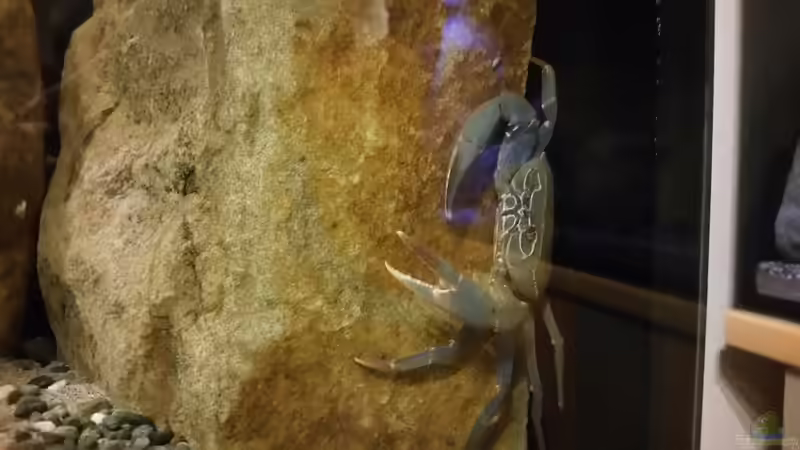 Georgina direkt nach dem einsetzen von StevenS (16)